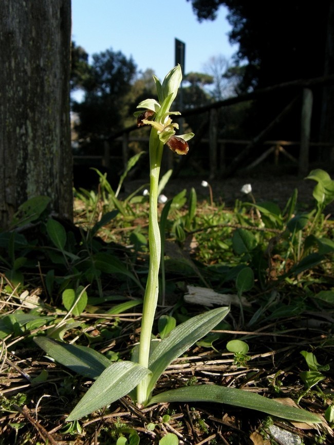 Ophrys sphegodes
